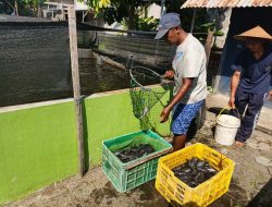 Panen Ikan Lele di Lahan SAE Lapas Kelas IIB Pati Wujud Keberhasilan Program Pembinaan Kemandirian