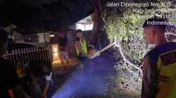 Kapolresta Turun langsung, Respons Cepat Pohon Trembesi Tumbang, Arus Lalu Lintas di Jalan Diponegoro Kembali Normal
